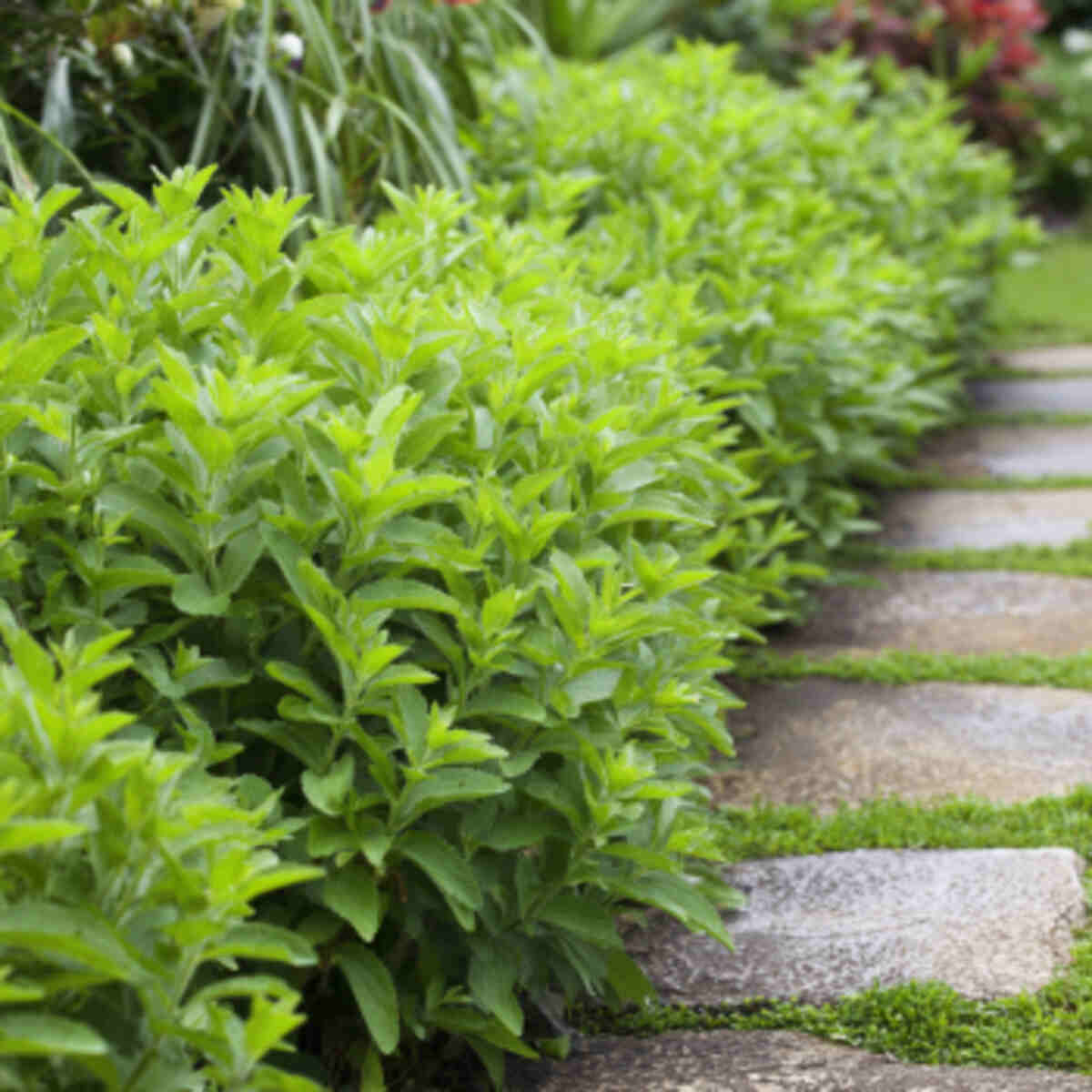 Stevia Along a Sunny Garden Path