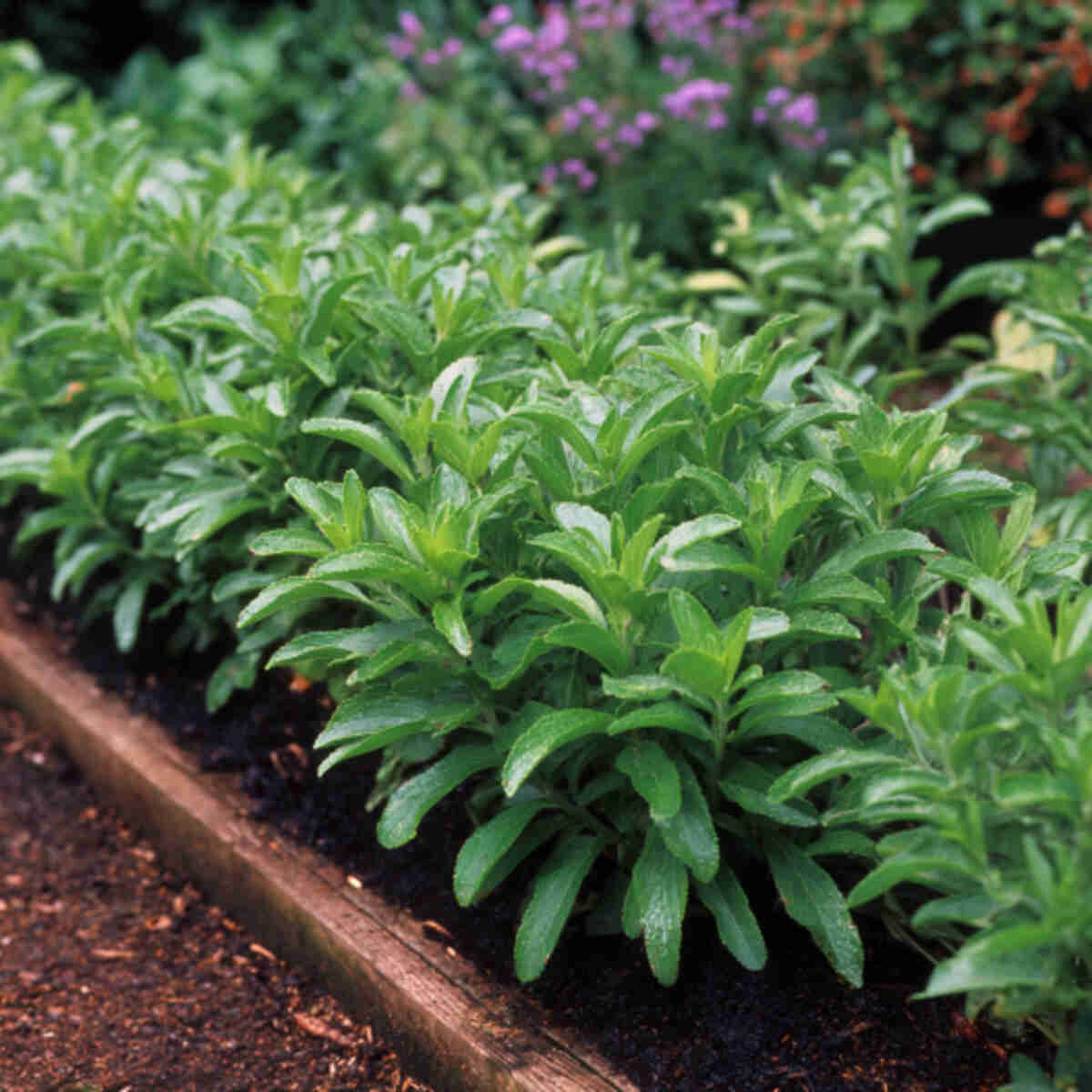Stevia Border Edging in Vegetable Beds