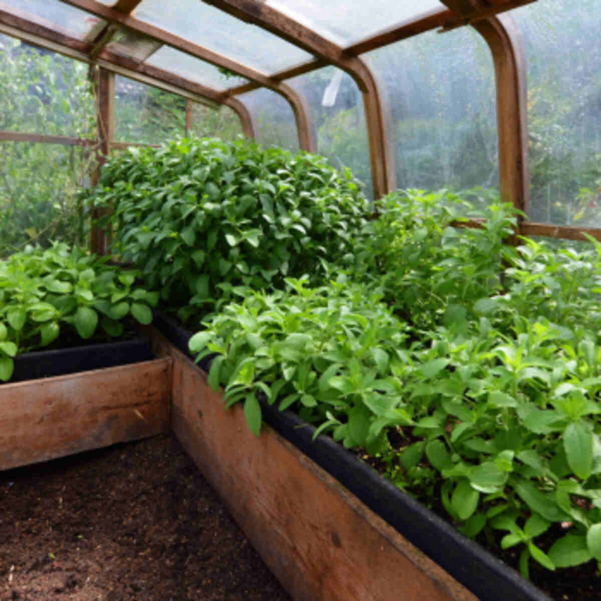 Stevia Greenhouse Corner