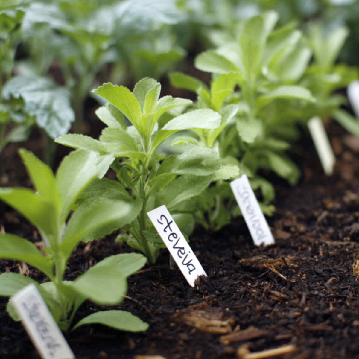 Stevia Herb Garden with Labels and Markers
