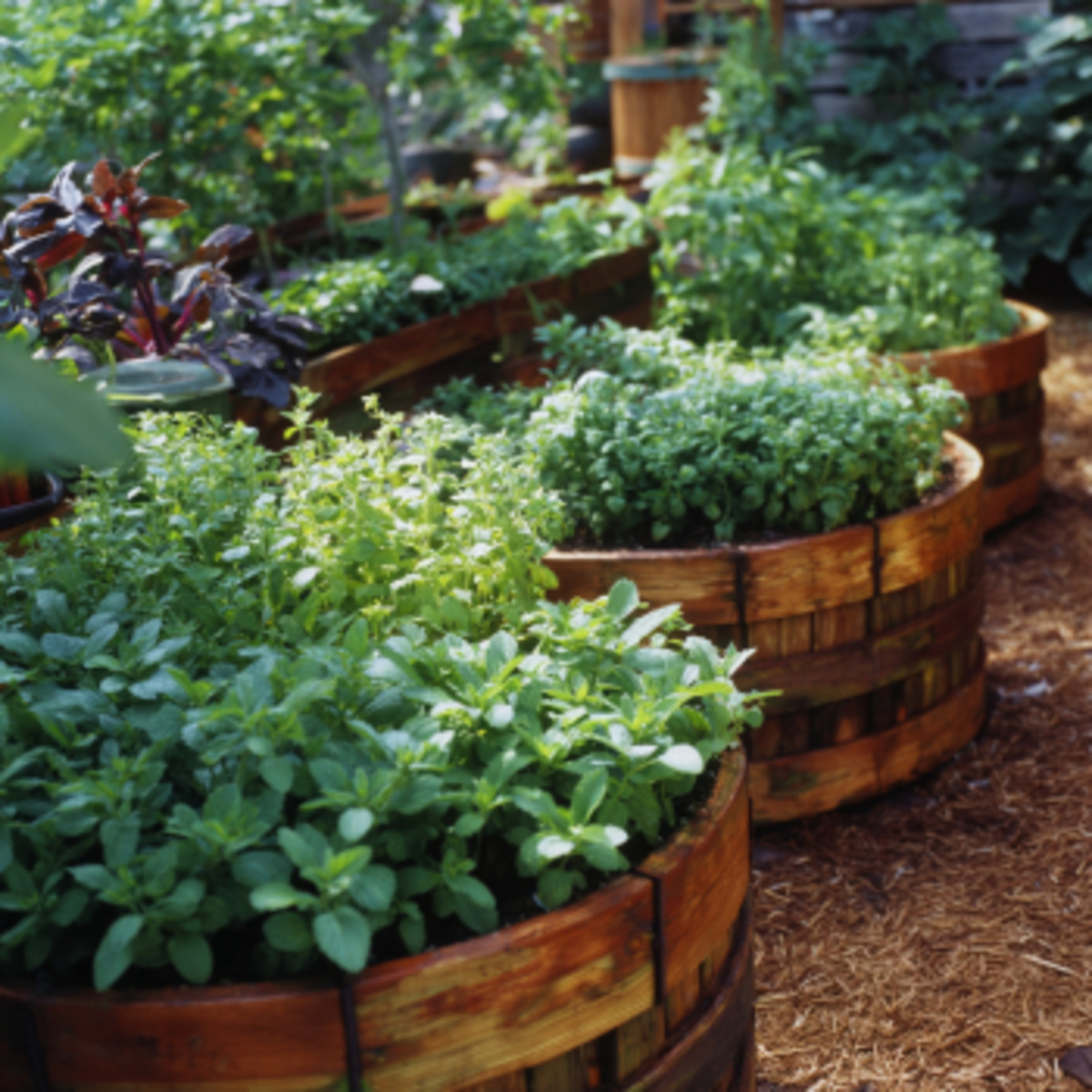 Stevia Herb Spiral