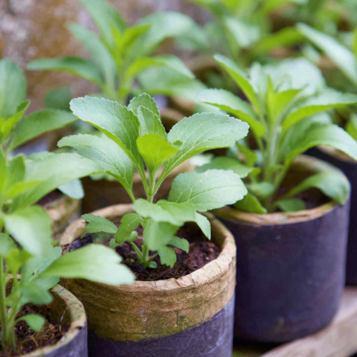 Stevia in Container Pots