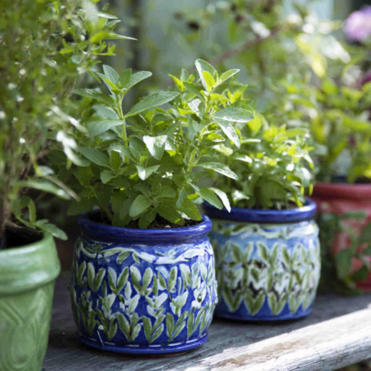 Stevia in Decorative Ceramic Pots