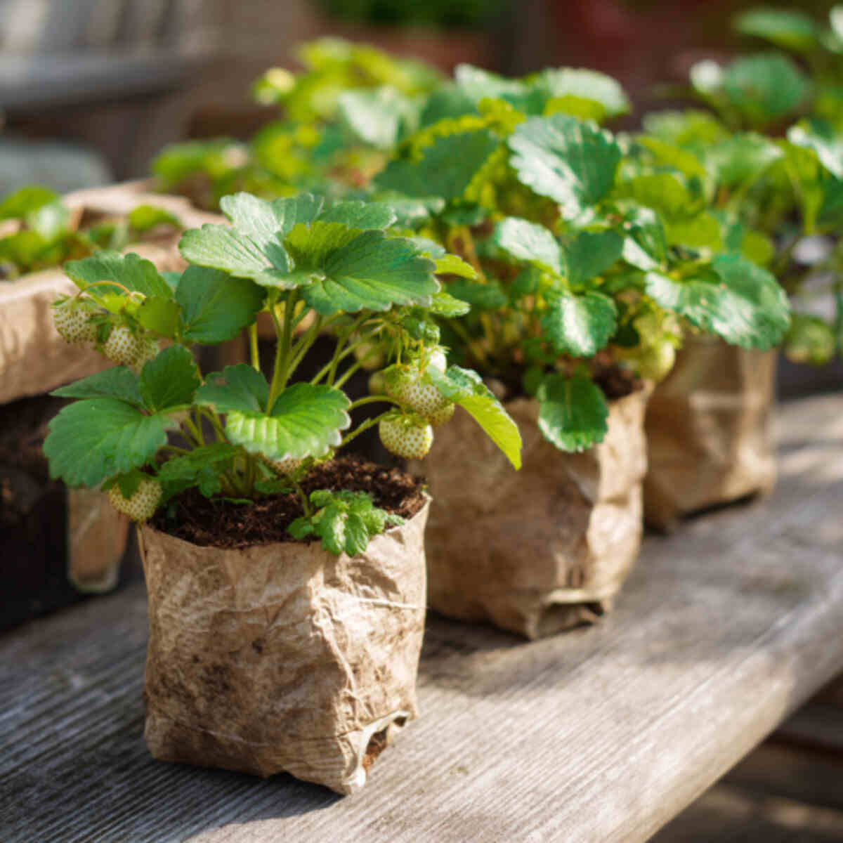 Strawberry Runners
