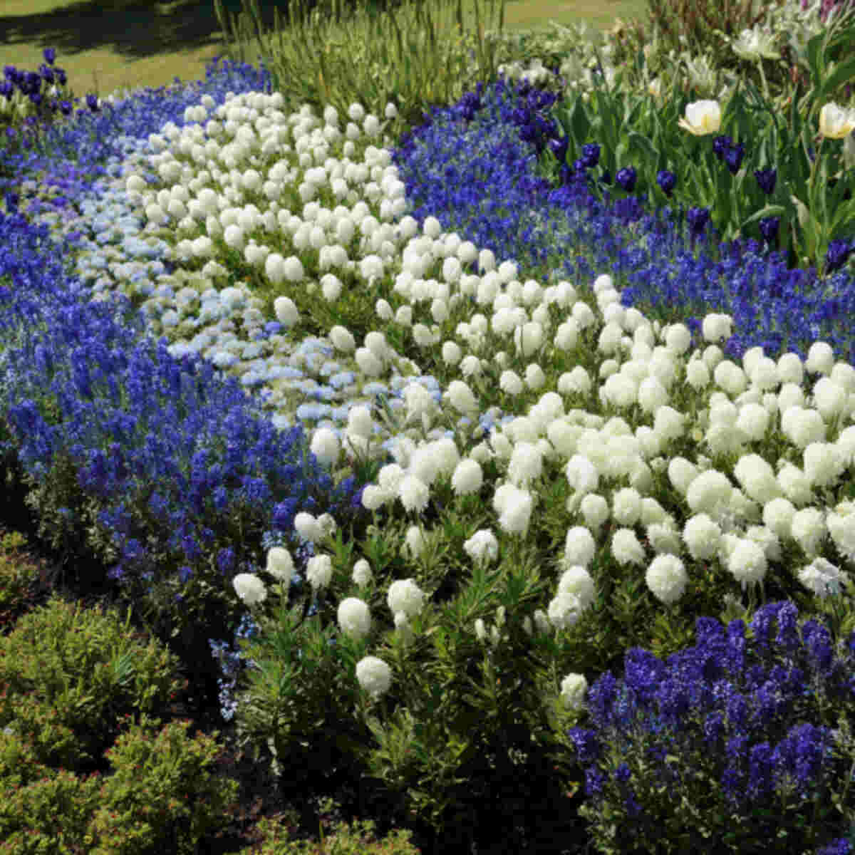 Stripes of White and Blue Flowers