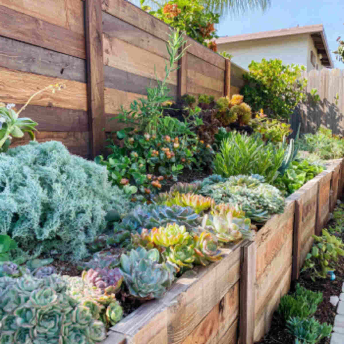 Succulent and Herb Fusion Forest