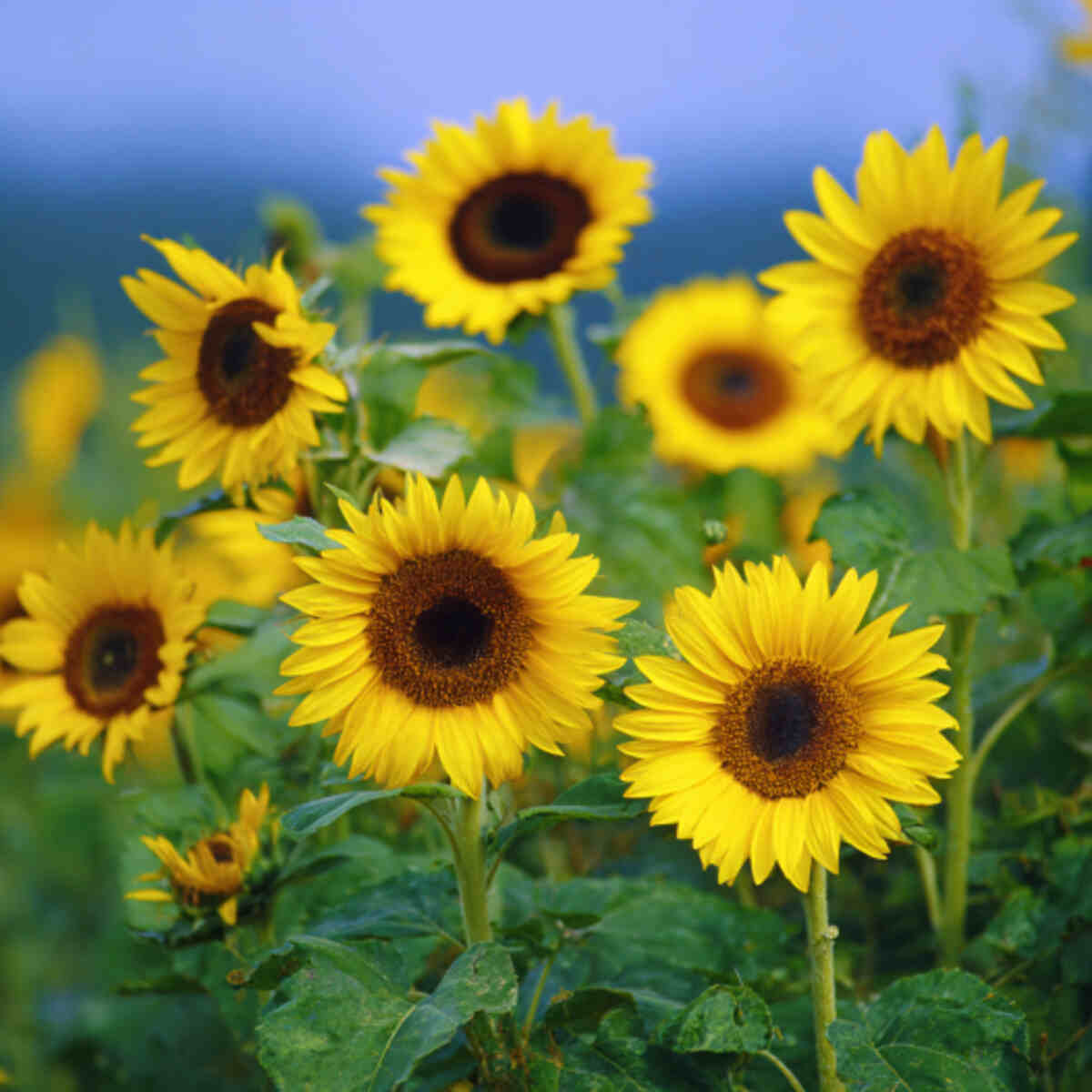 Sunflowers