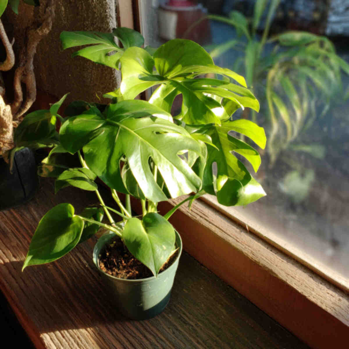 Swiss Cheese Plant (Monstera del