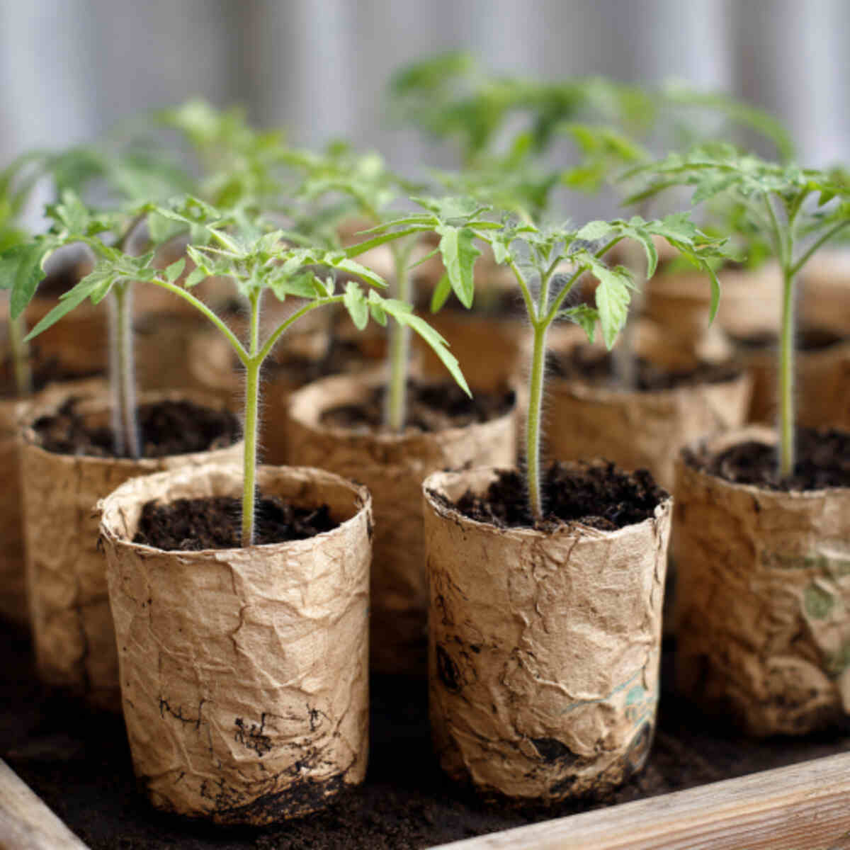 Tomato Seedlings