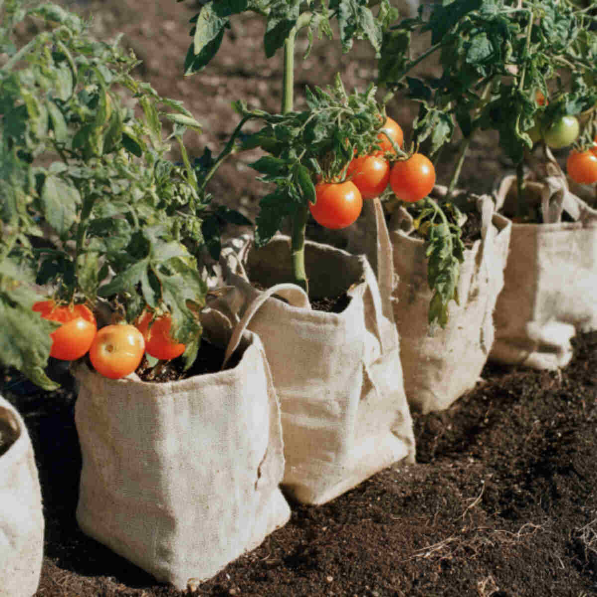 Tomatoes in canvas bags