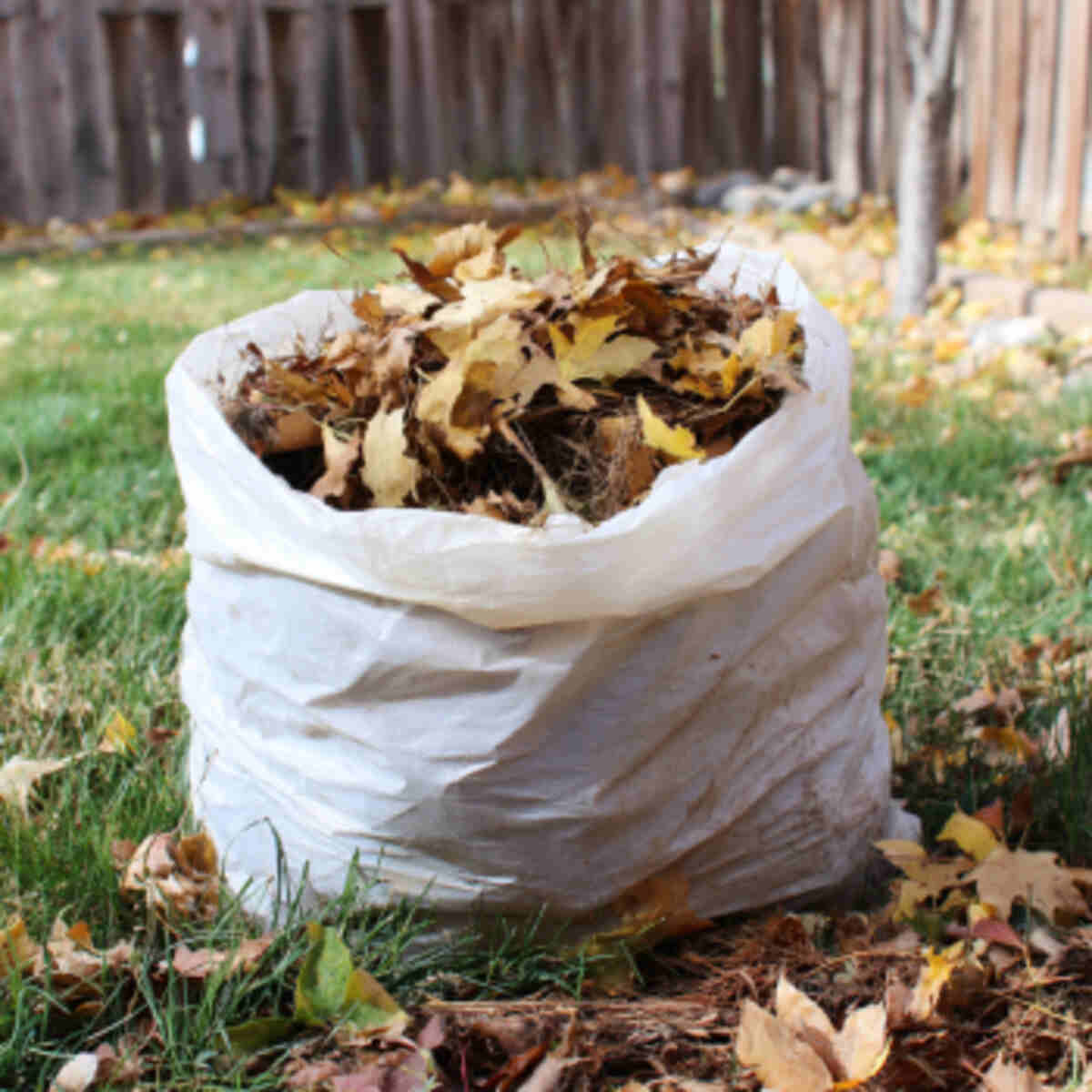Trash bag leaf mold method