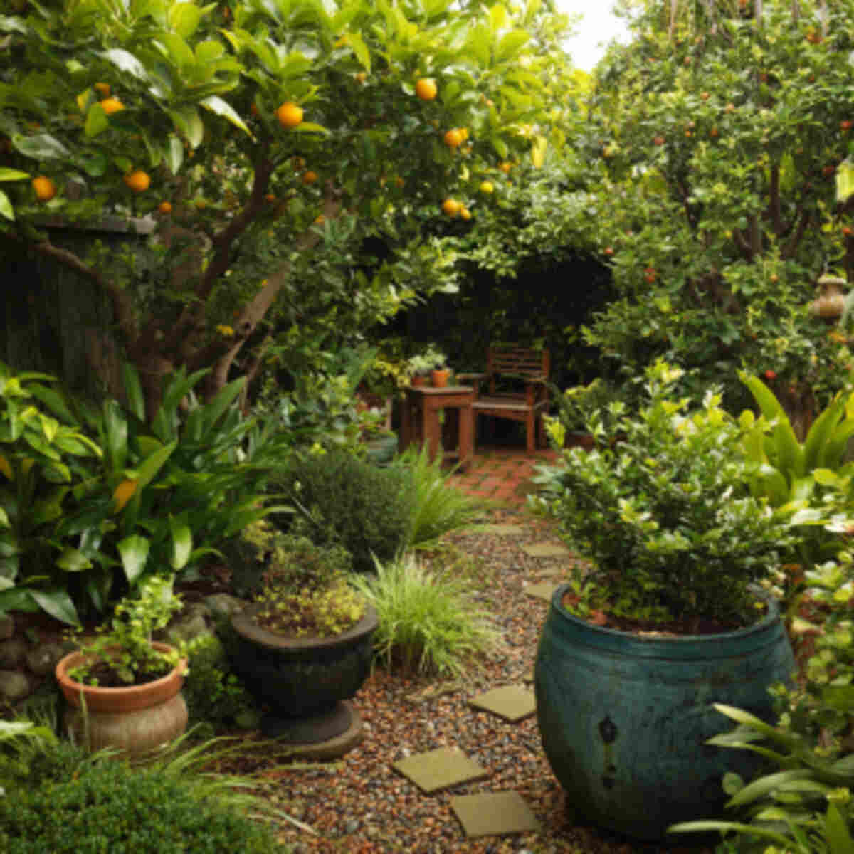 Tropical Mini Food Forest