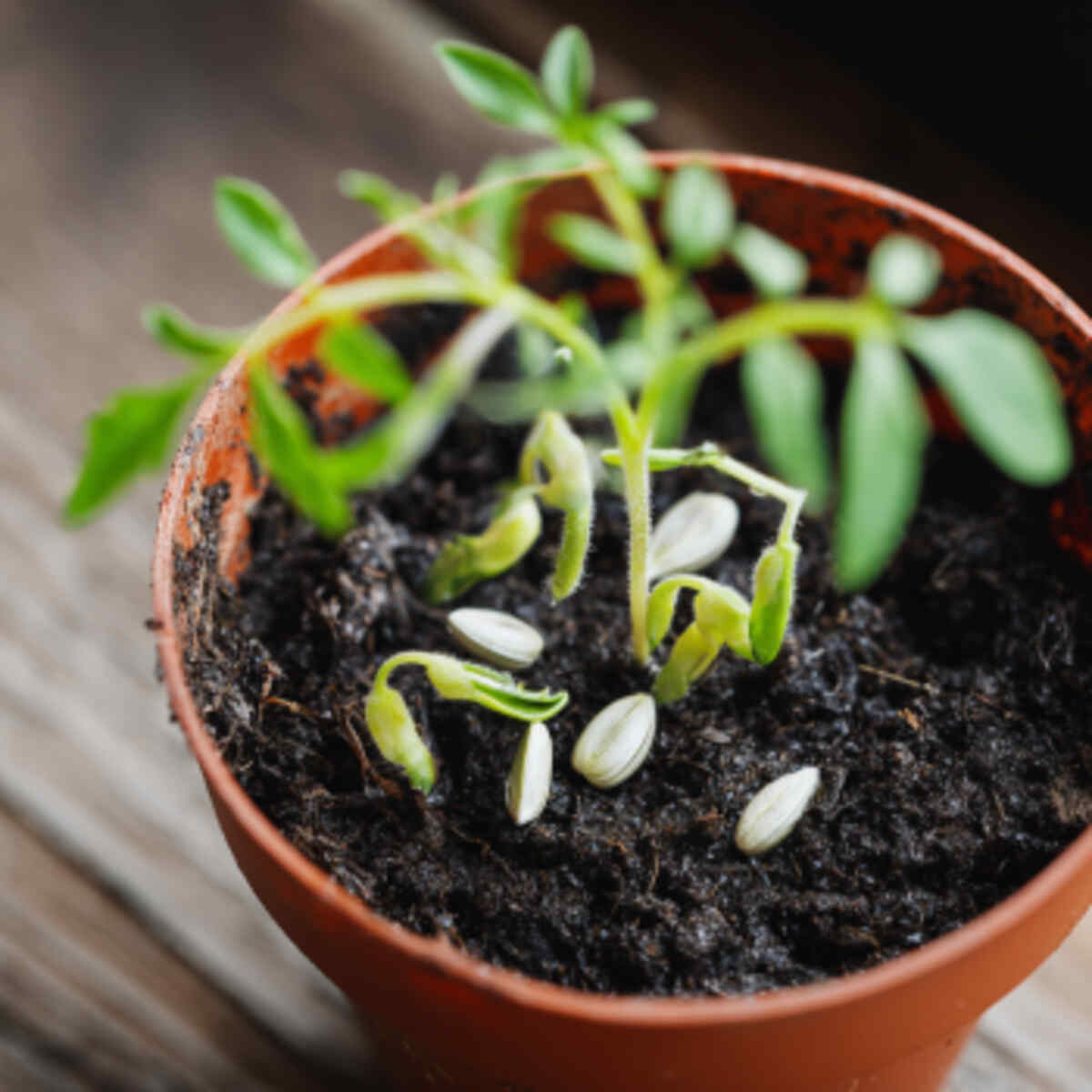 Use tomato seeds to grow new pla