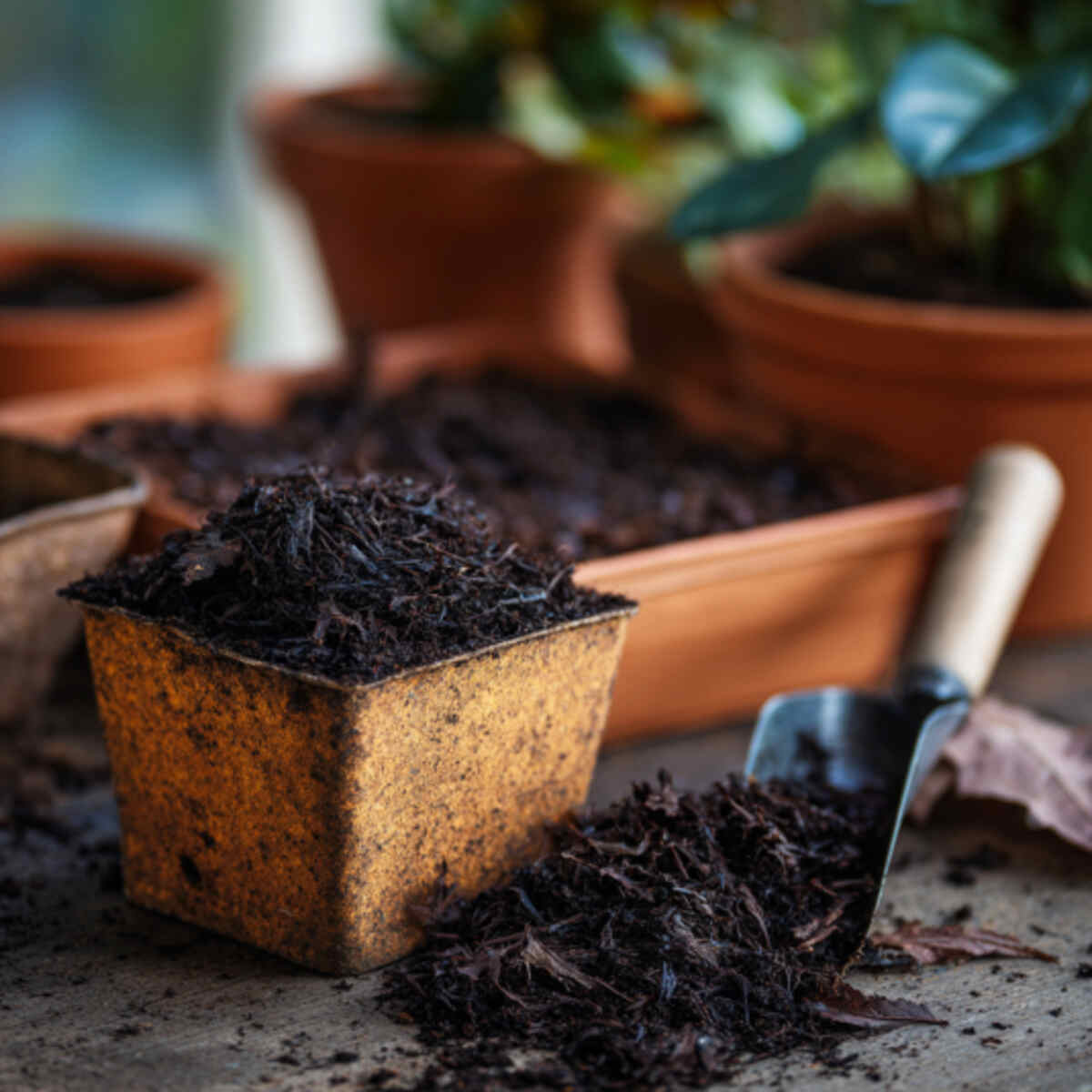 Using leaf mold as a seed-starti