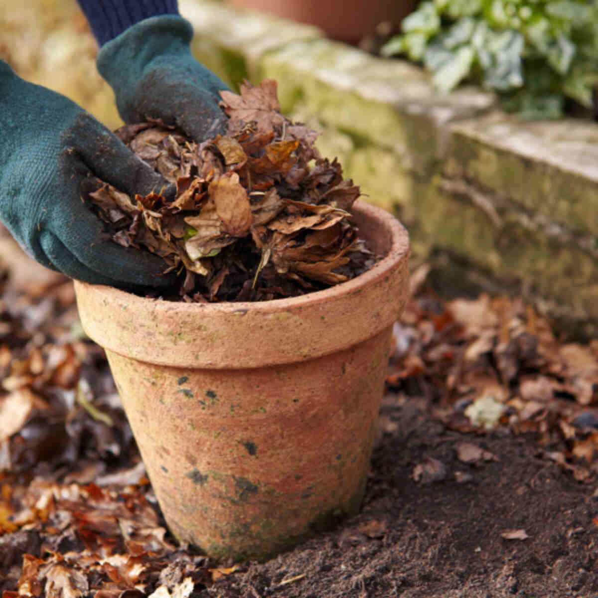 Using leaf mold in container soi