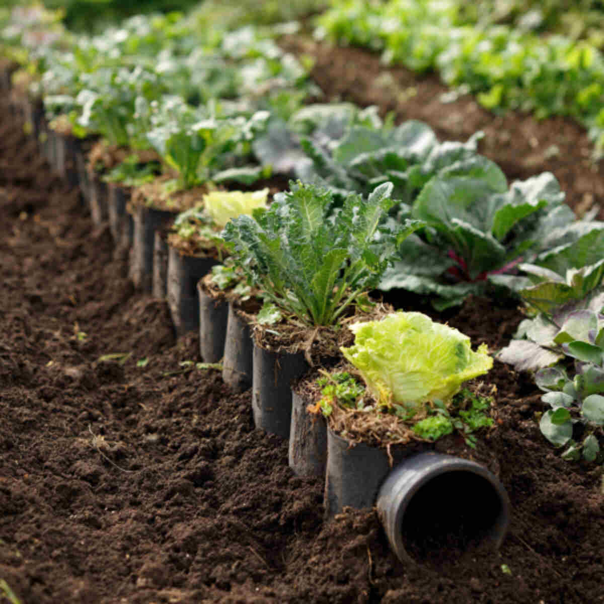 Vegetable Bed with Hidden Compos