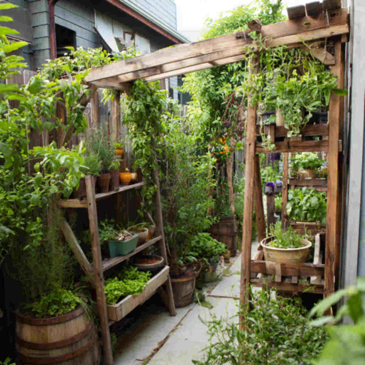 Vertical Trellis Guild System