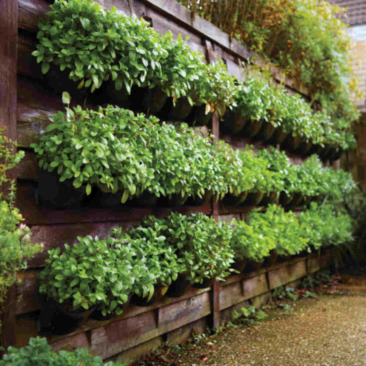 Vertical Wall Planters for Stevia