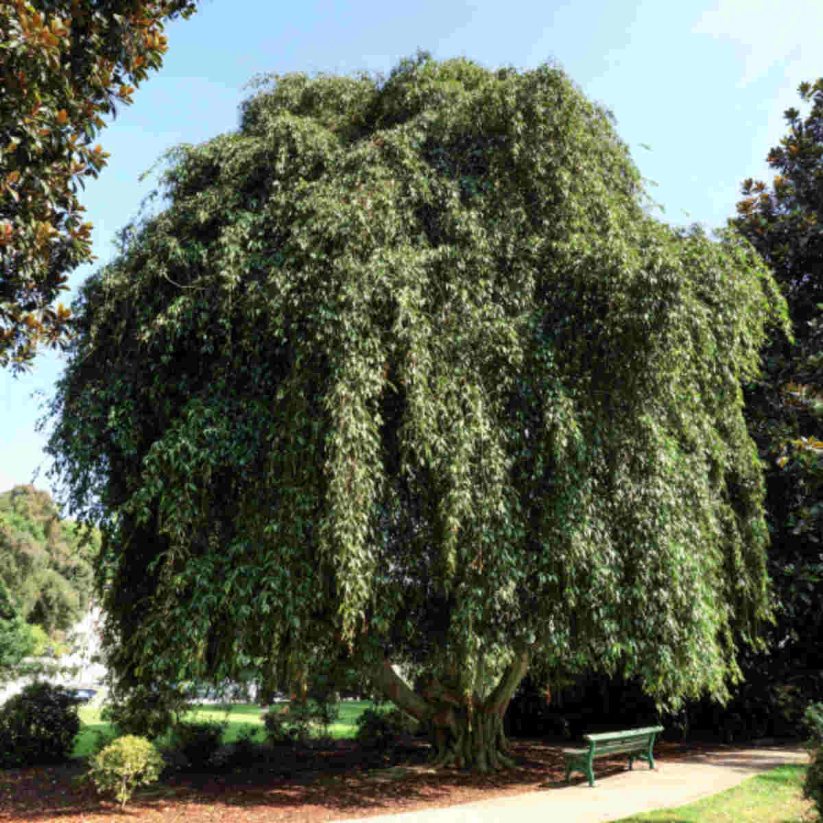 Weeping Fig
