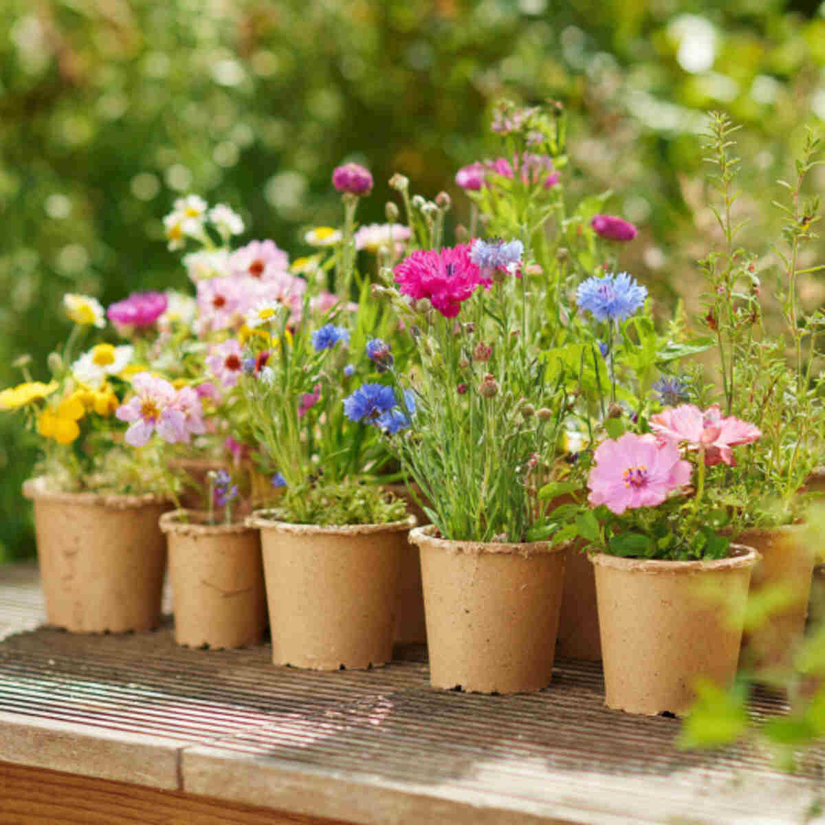 Wildflower Mix