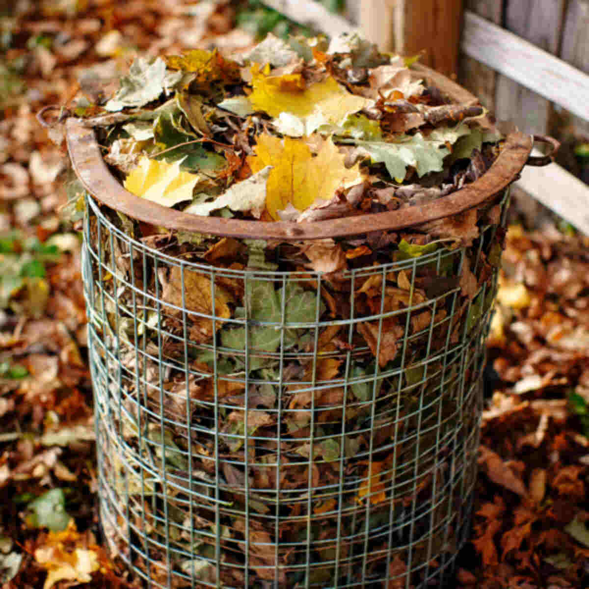 Wire bin leaf mold composter