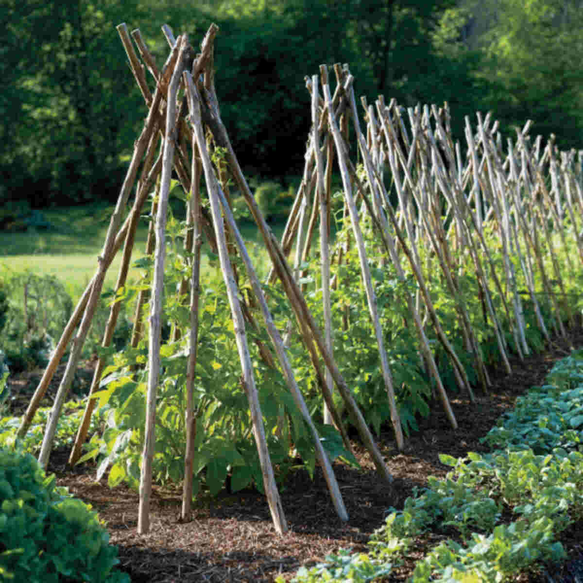 Wooden stakes