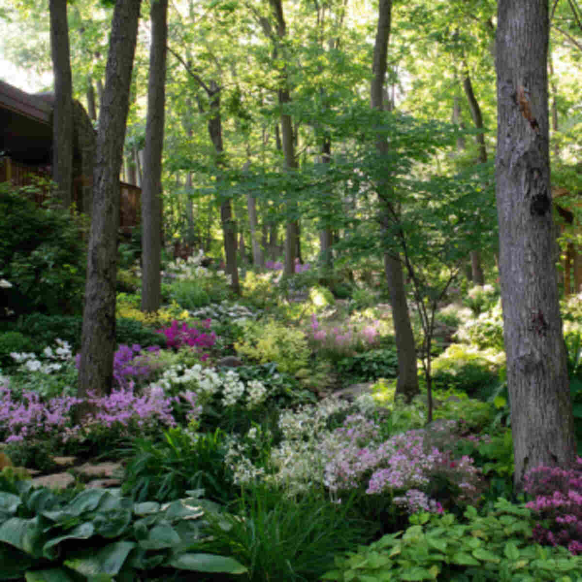 Woodland Shade Garden with Color Shifts
