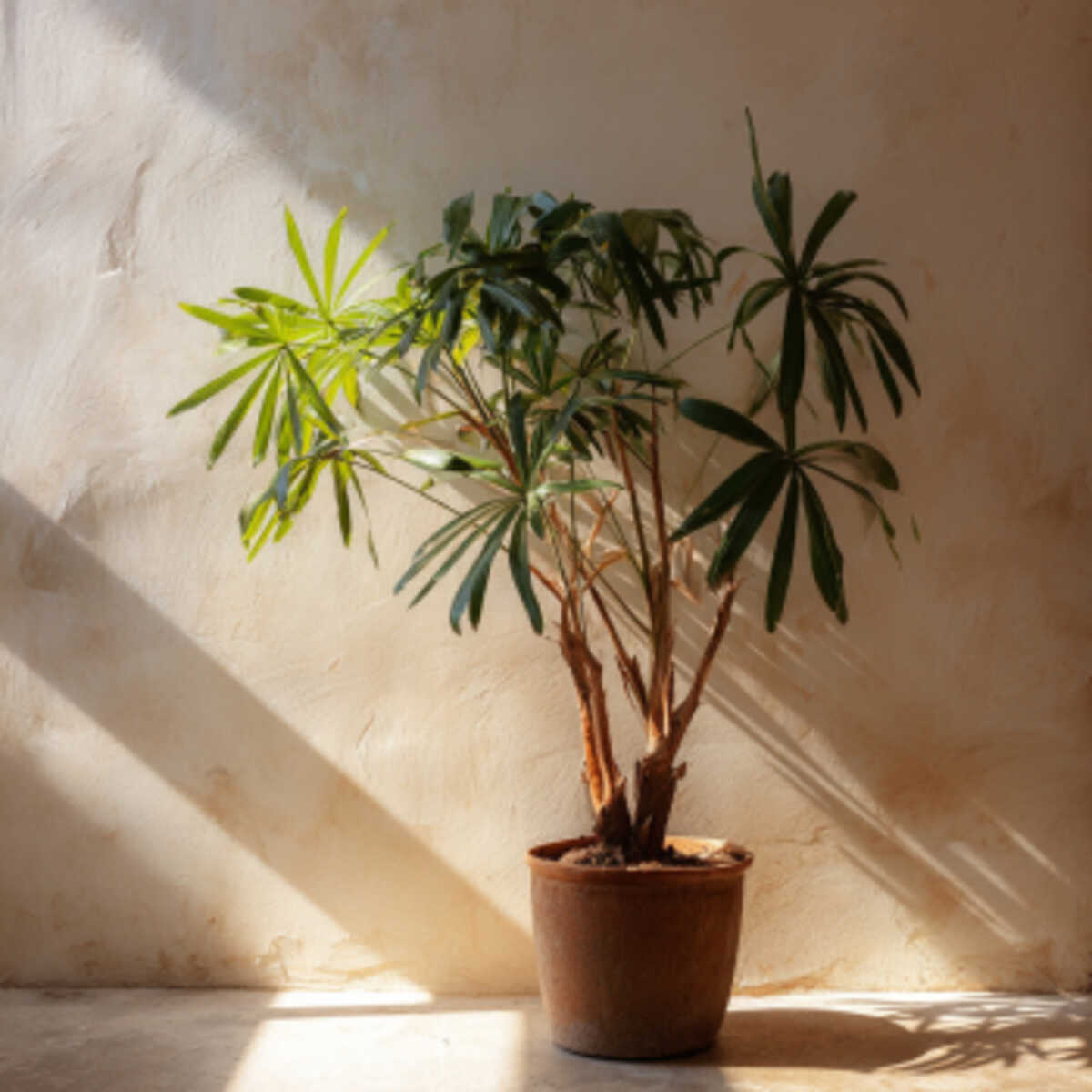 ZZ Plant