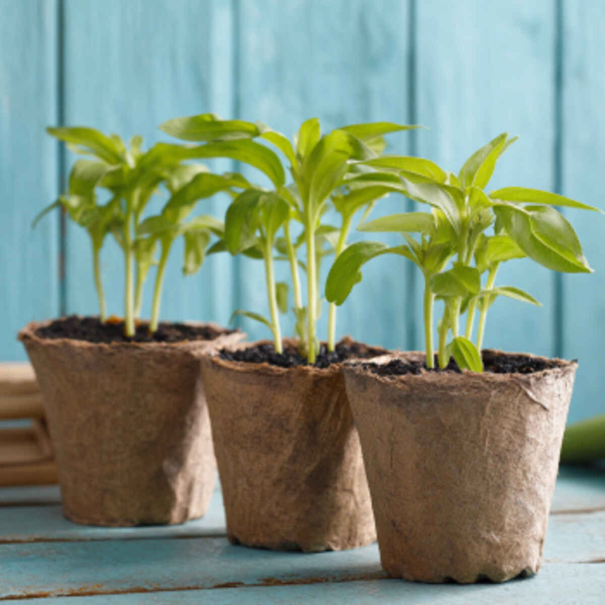 Zinnia Seedlings