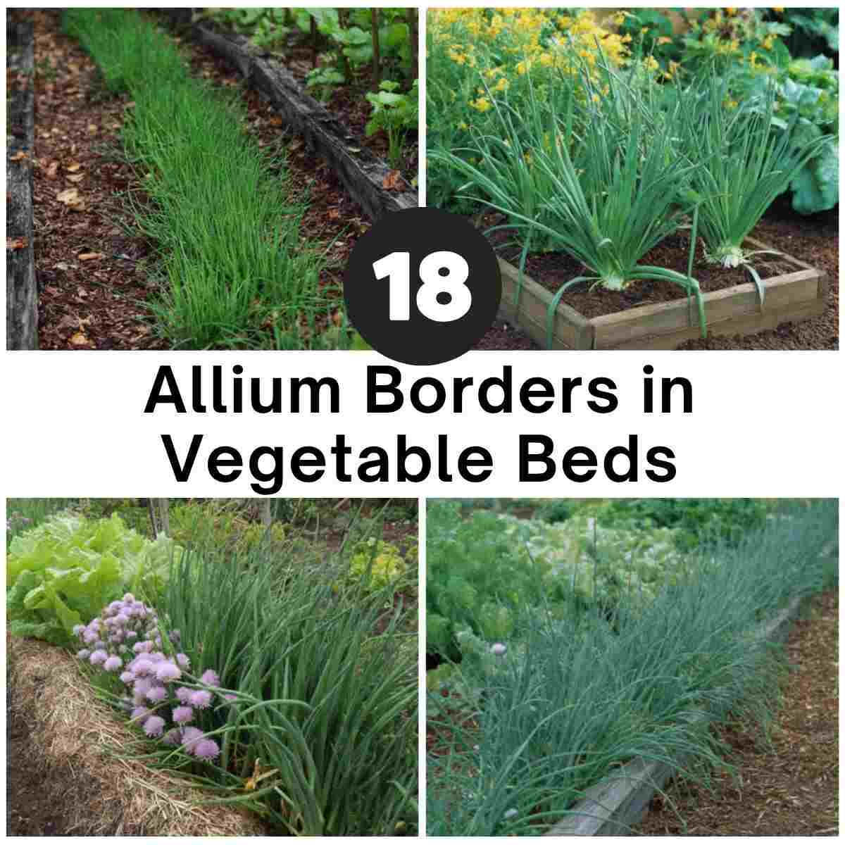 Allium Borders in Vegetable Beds Ideas