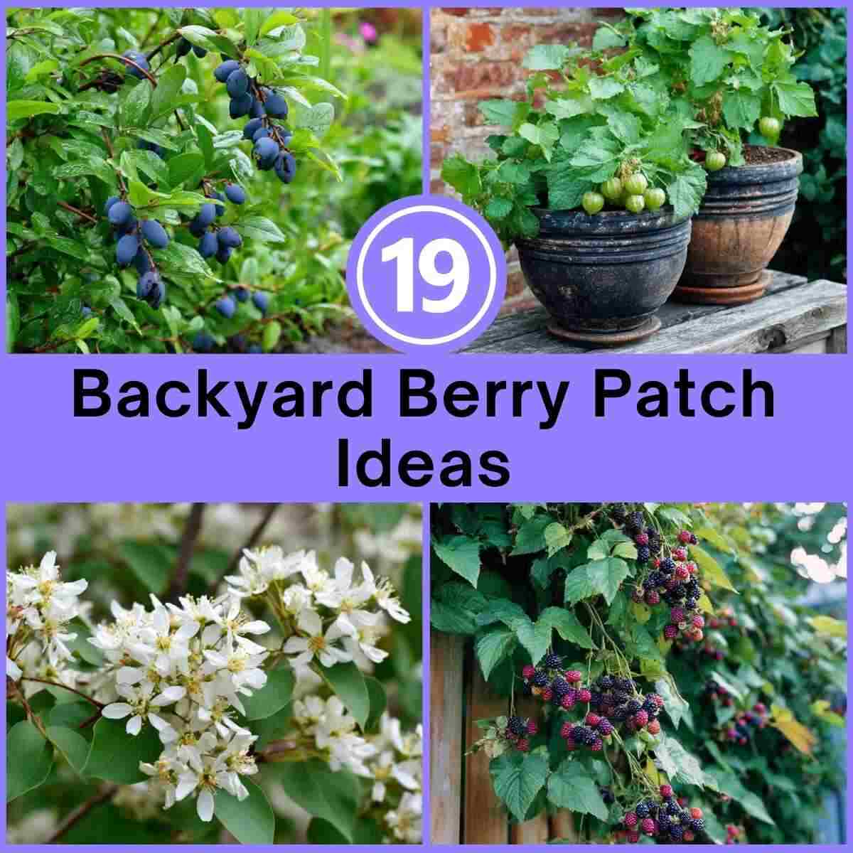 Backyard Berry Patch Ideas