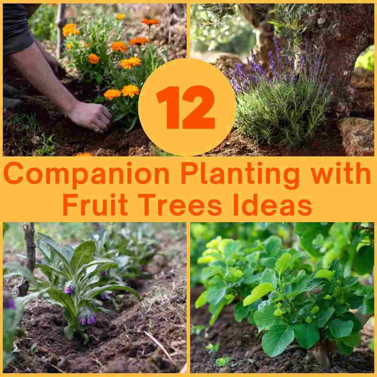 Companion Planting with Fruit Trees Ideas