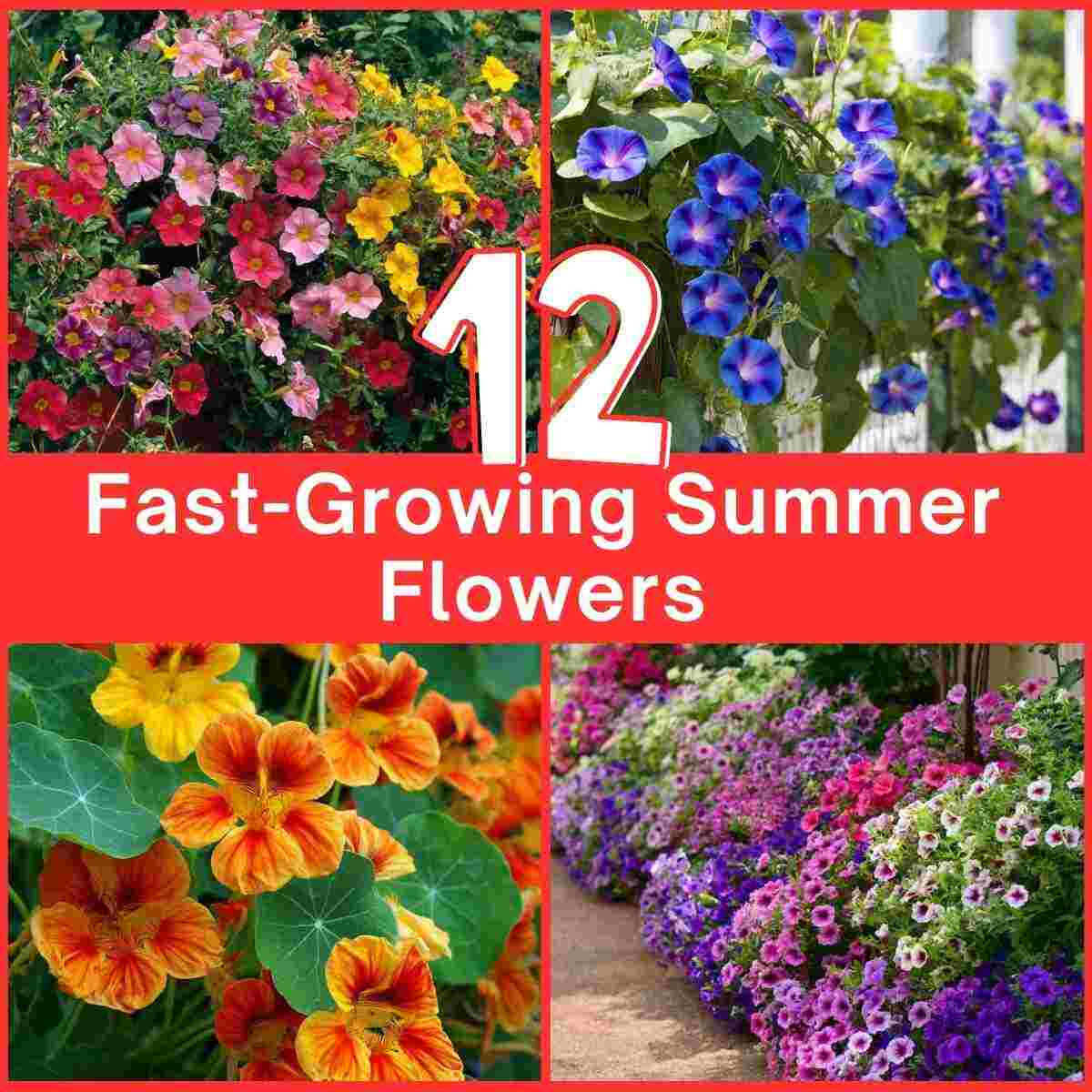 Fast-Growing Summer Flowers