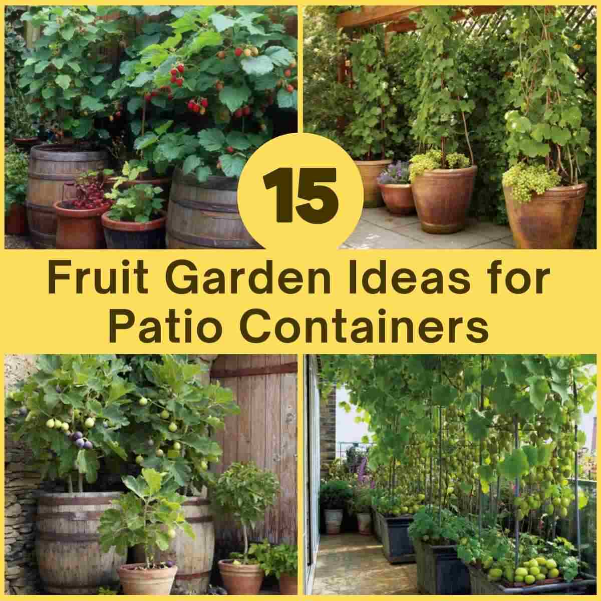 Fruit Garden Ideas for Patio Containers