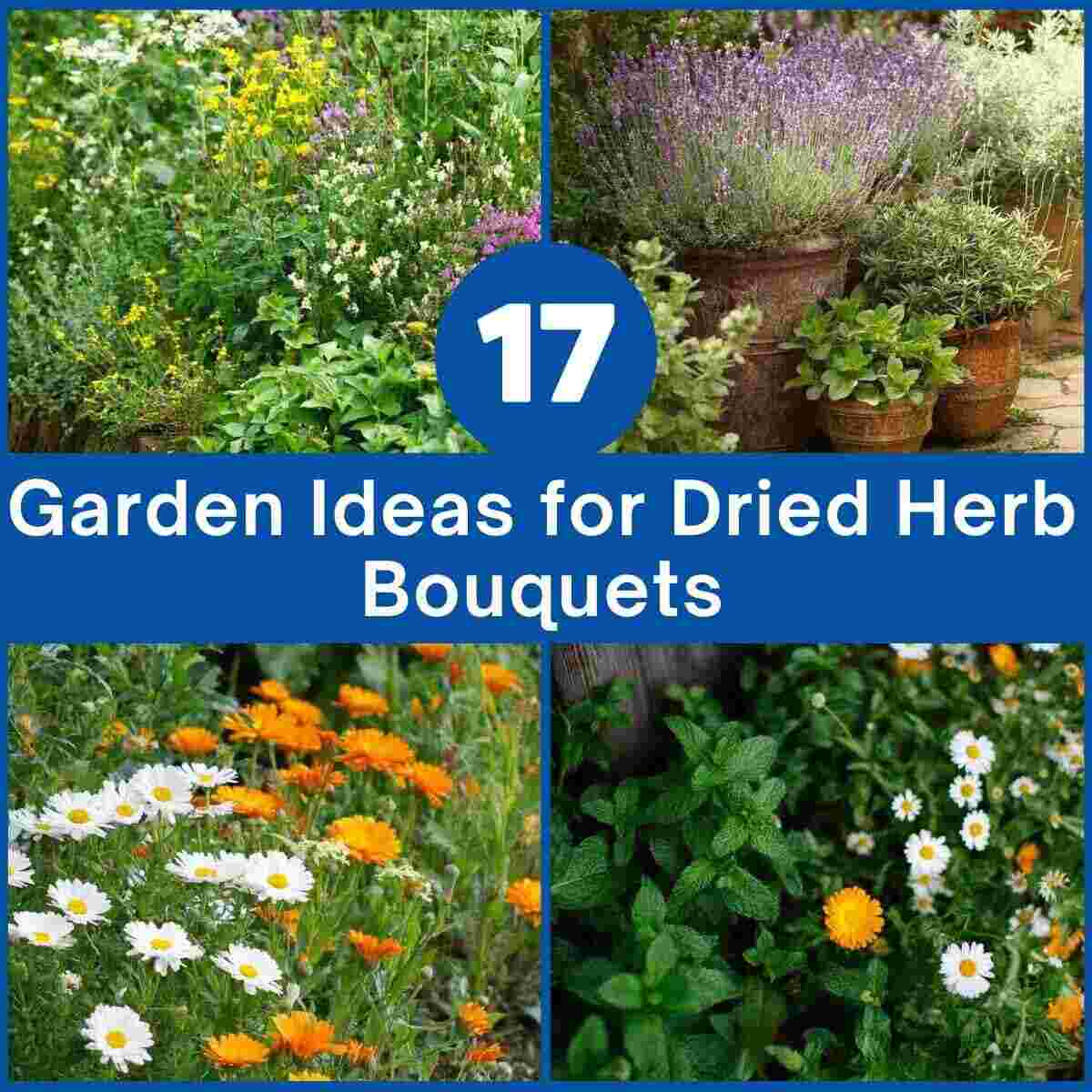 Garden Ideas for Dried Herb Bouquets