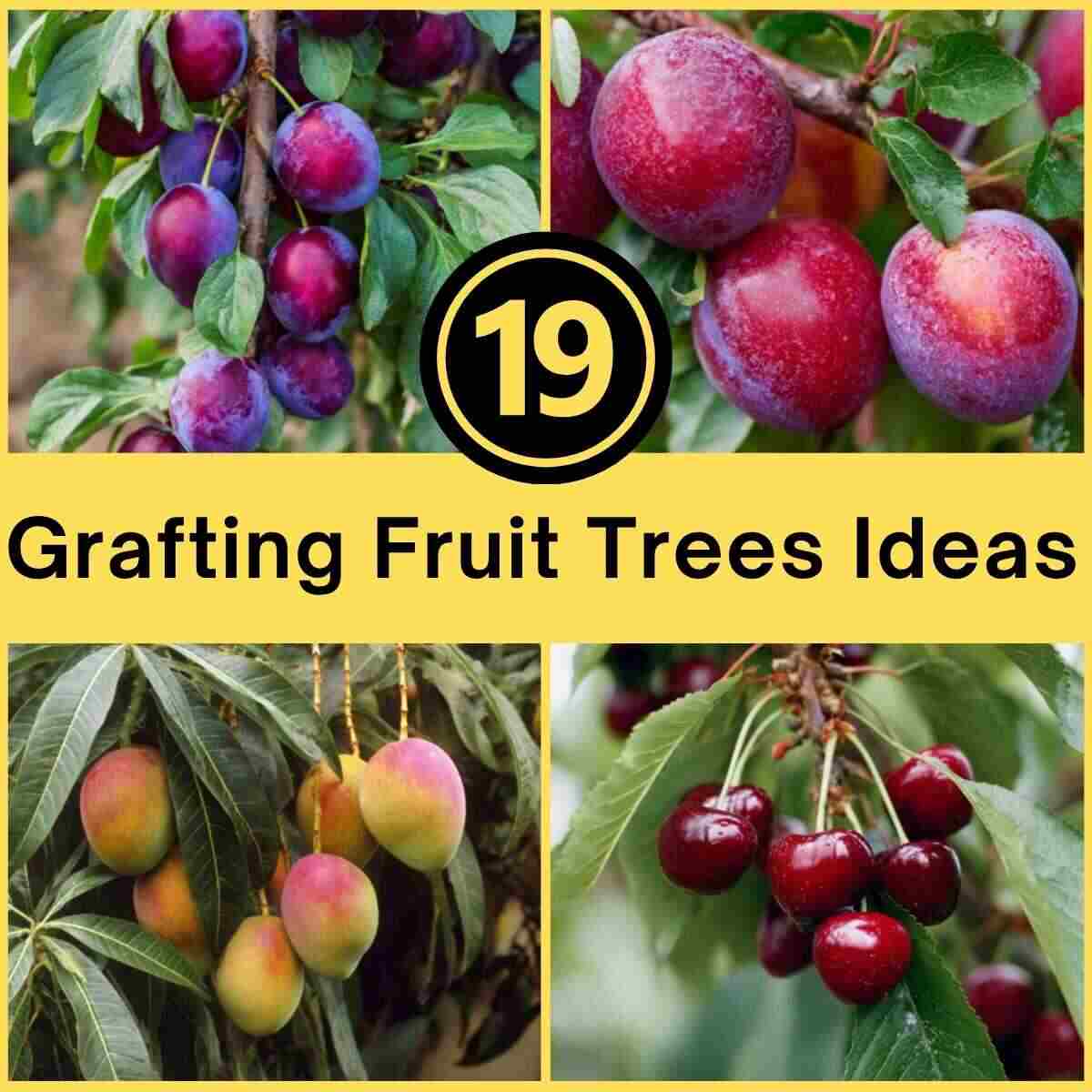Grafting Fruit Trees Ideas