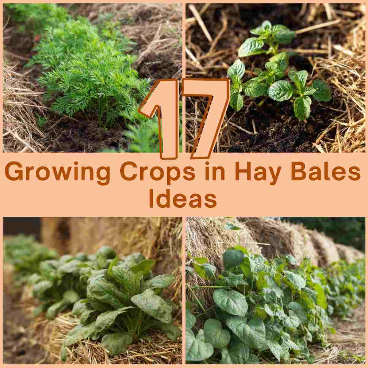 Growing Crops in Hay Bales Ideas
