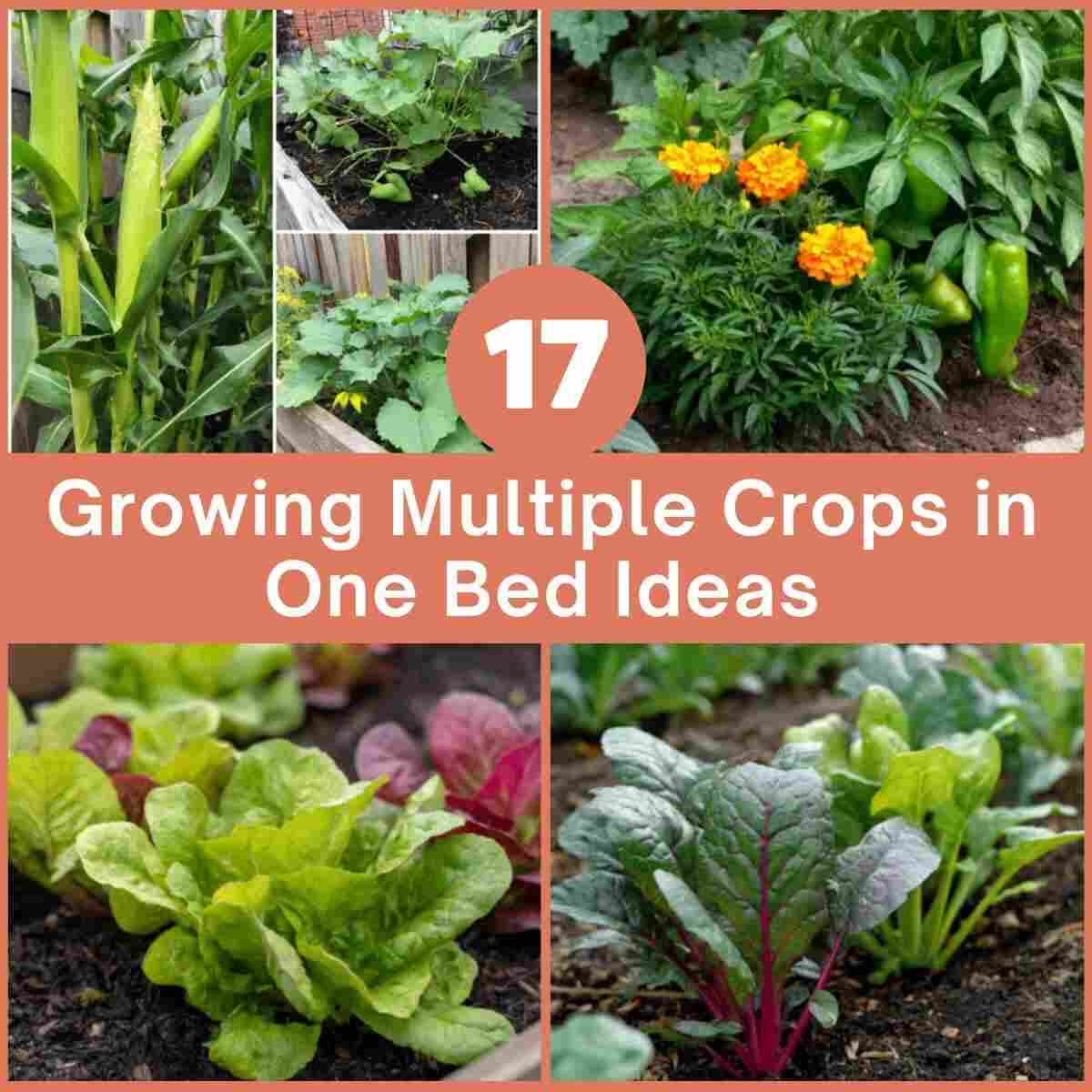 Growing Multiple Crops in One Bed Ideas