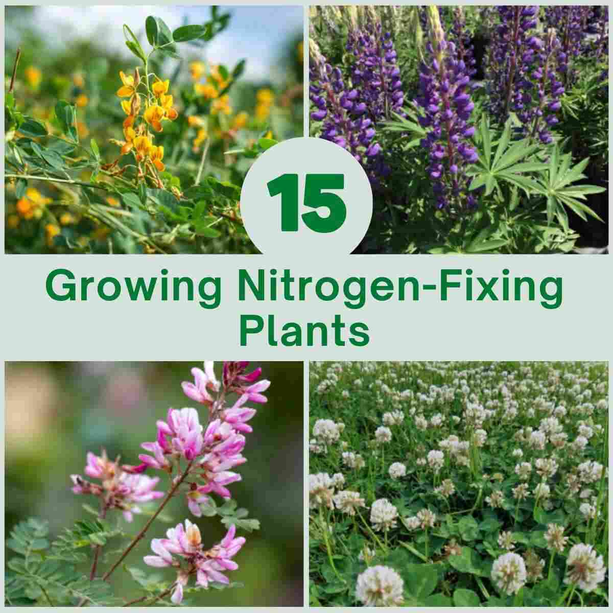 Growing Nitrogen-Fixing Plants
