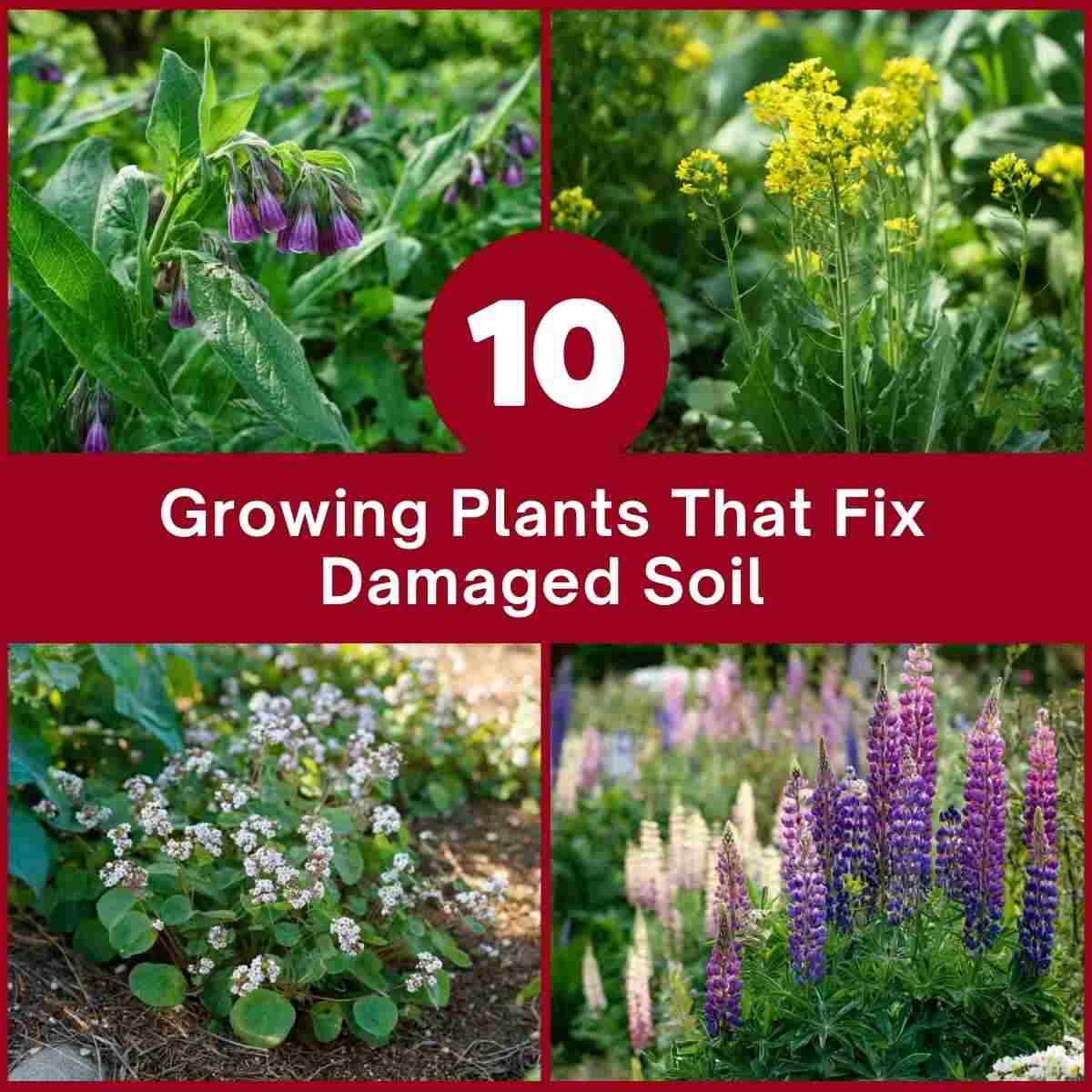 Growing Plants That Fix Damaged Soil