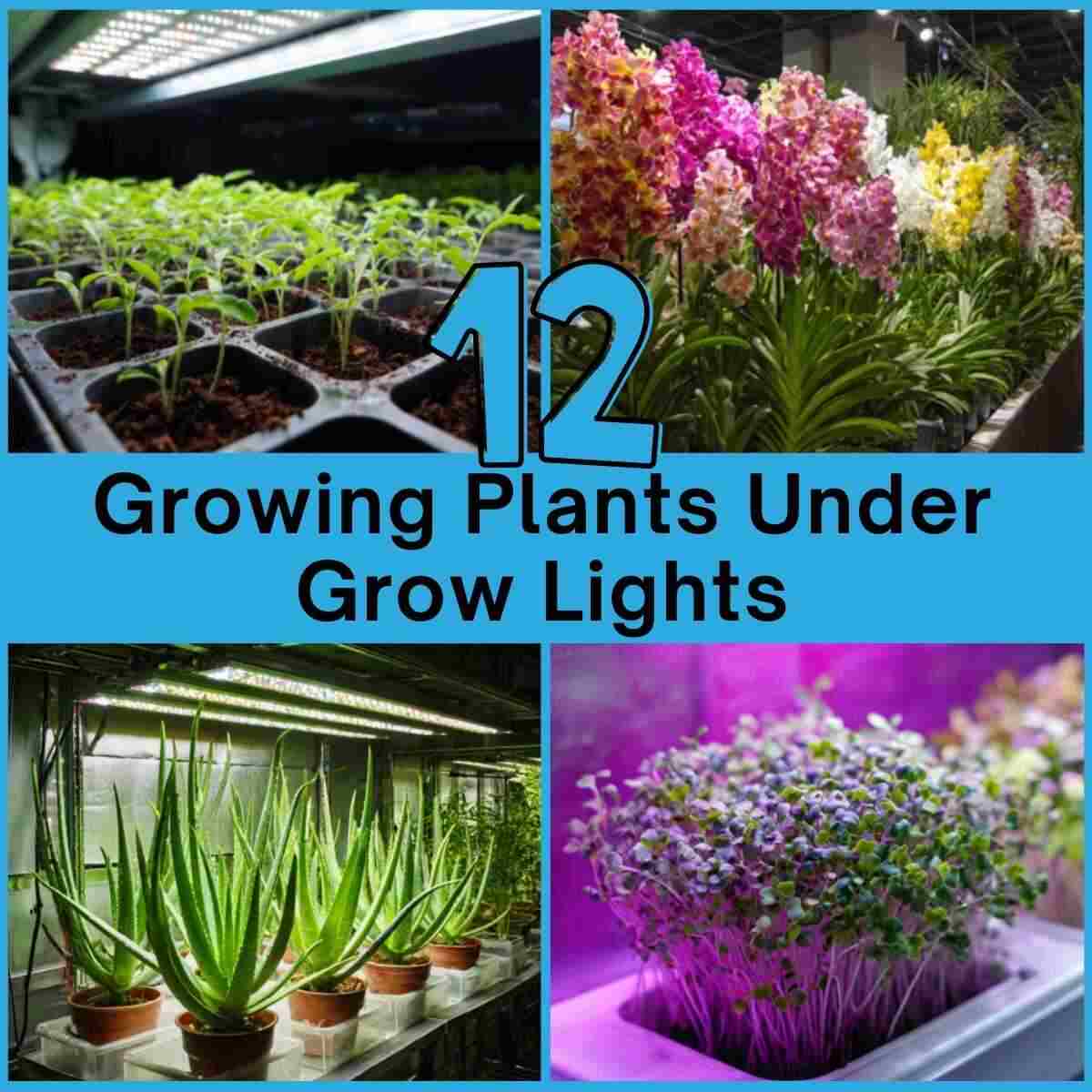 Growing Plants Under Grow Lights Ideas