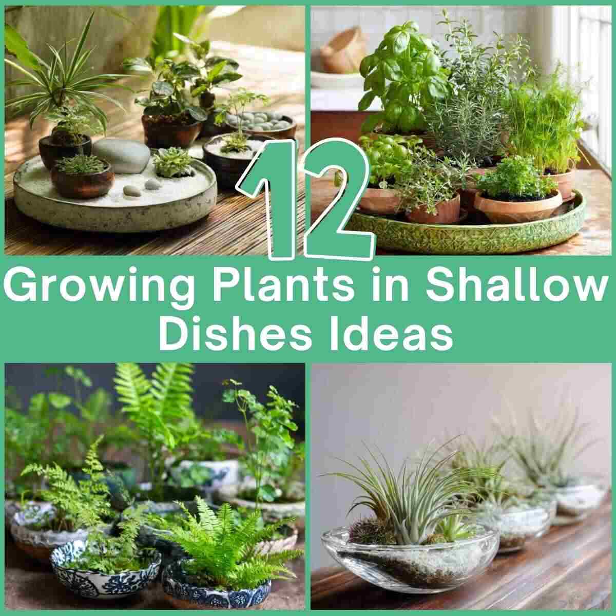 Growing Plants in Shallow Dishes Ideas