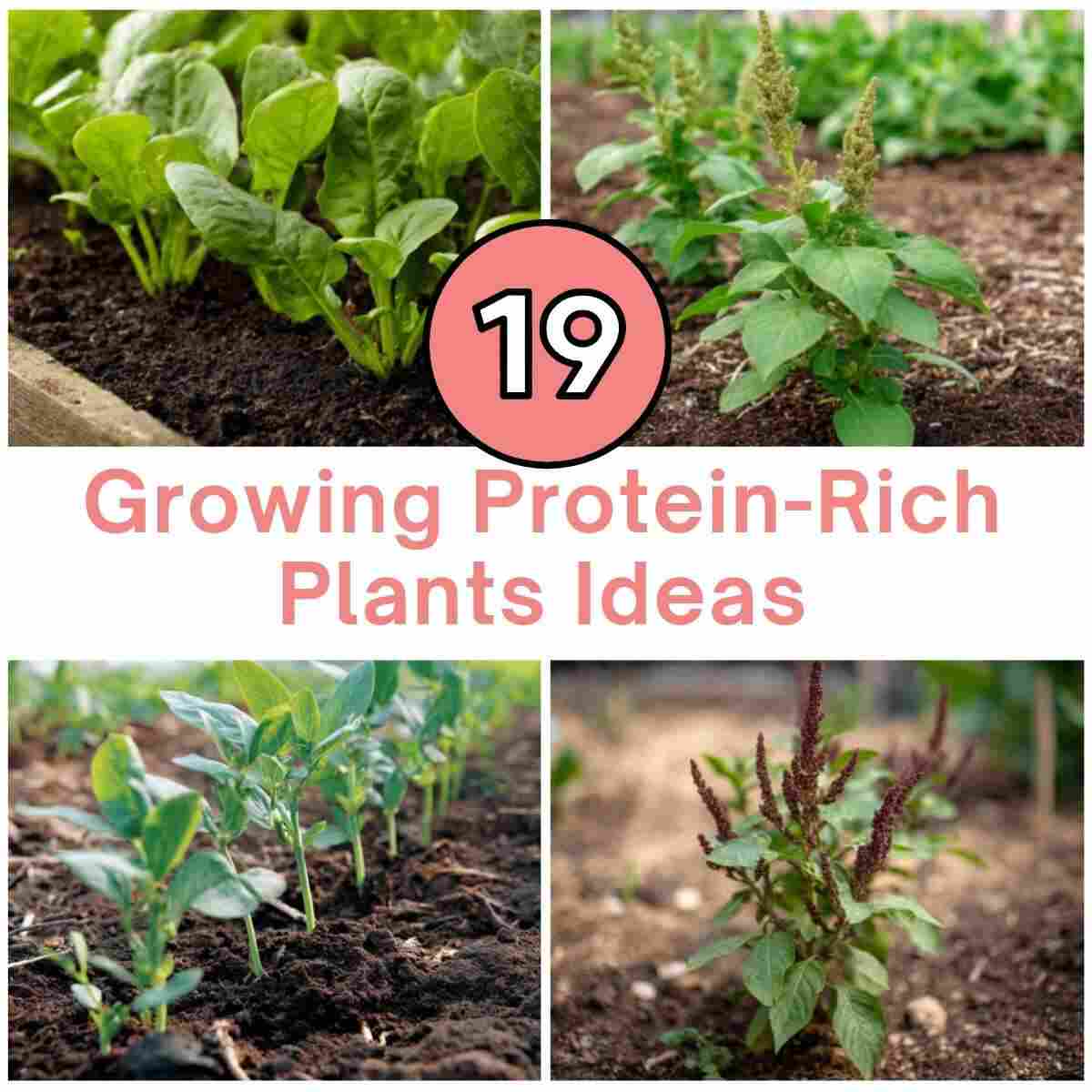 Growing Protein-Rich Plants Ideas