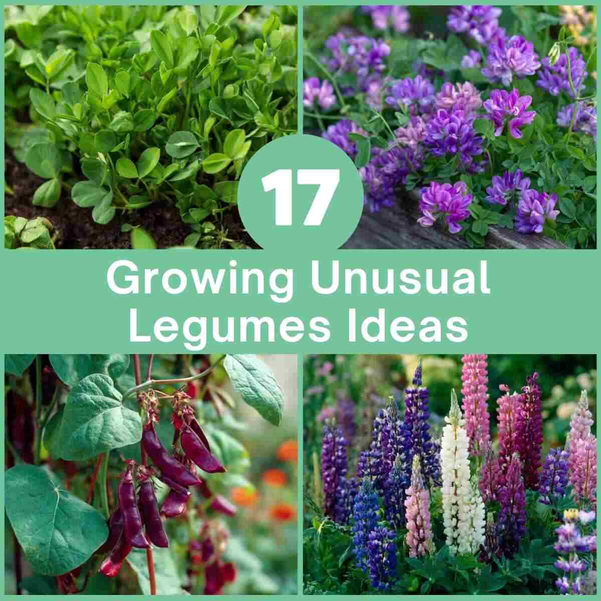 Growing Unusual Legumes Ideas