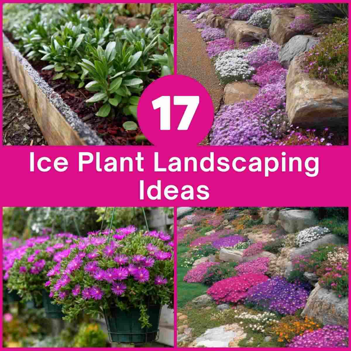 Ice Plant Landscaping Ideas