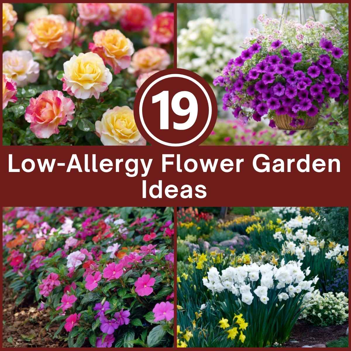 Low-Allergy Flower Garden Ideas.