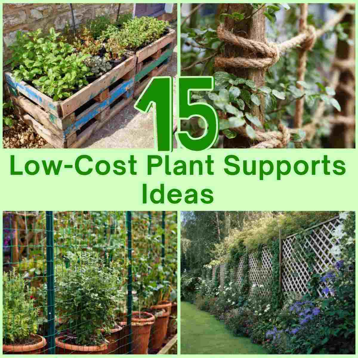 Low-Cost Plant Supports Ideas