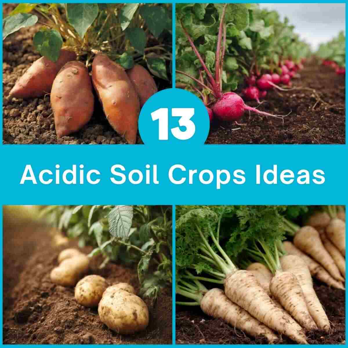 Naturally Acidic Soil Crops Ideas
