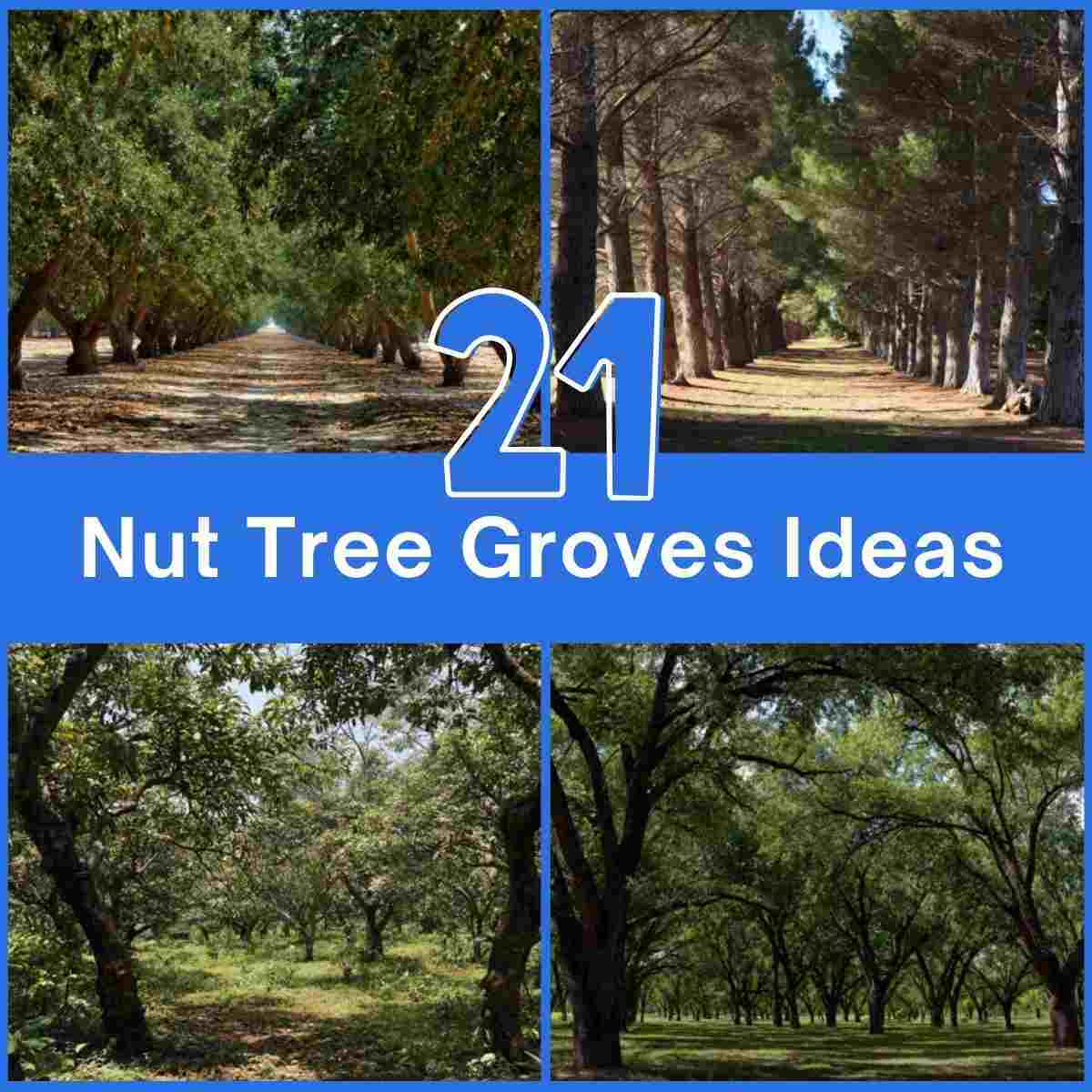Nut Tree Groves Ideas