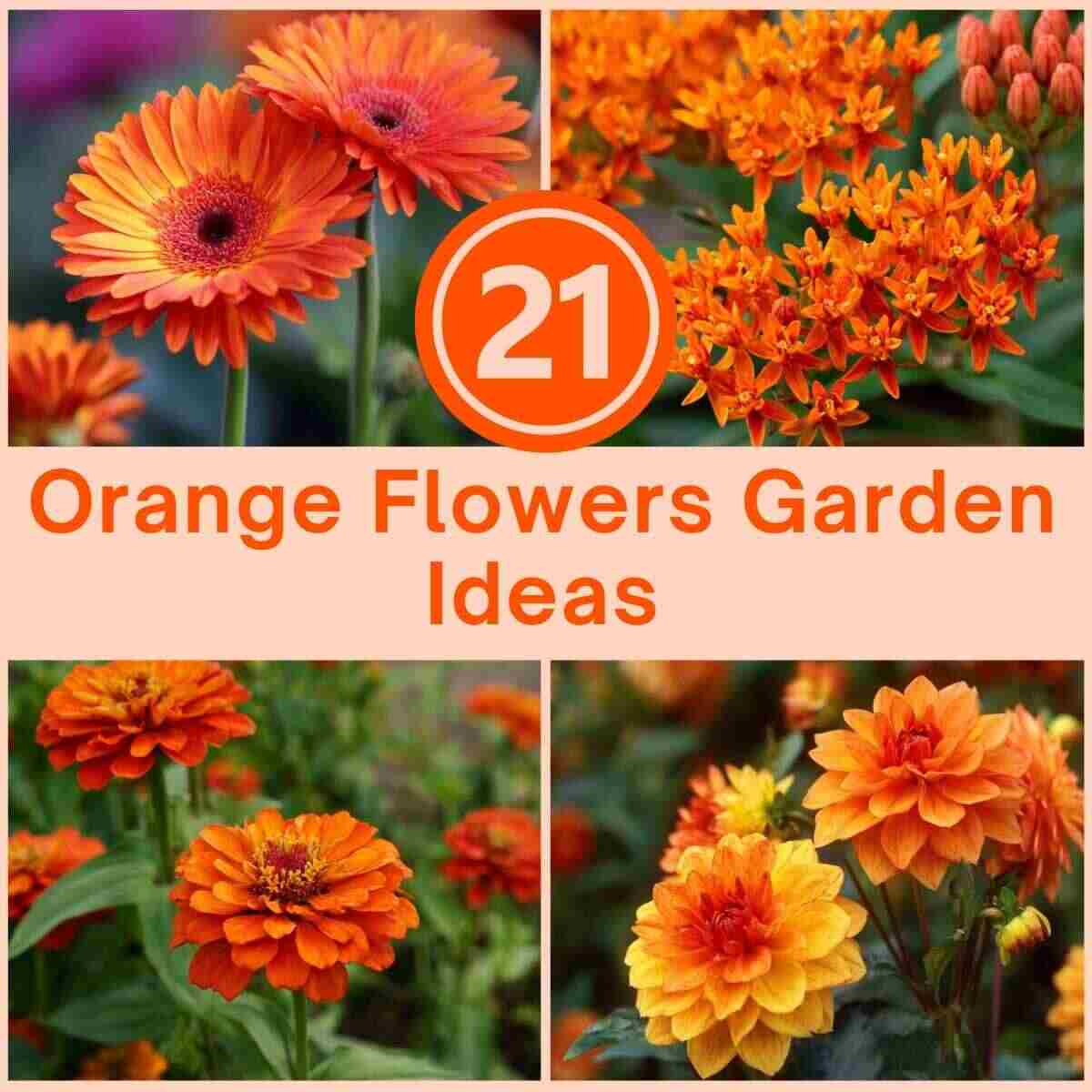 Orange Flowers Garden Ideas